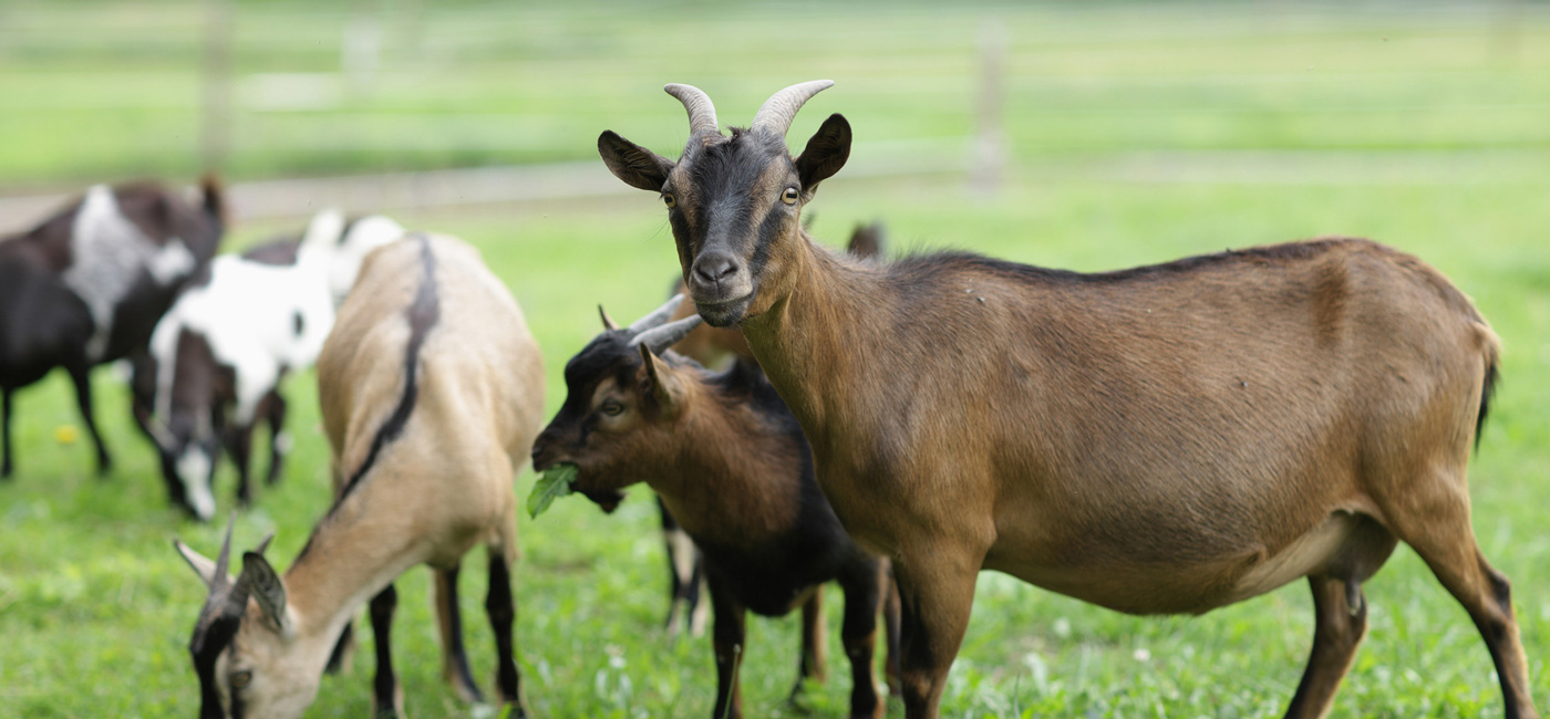 Tierarzt Schafe und Ziege